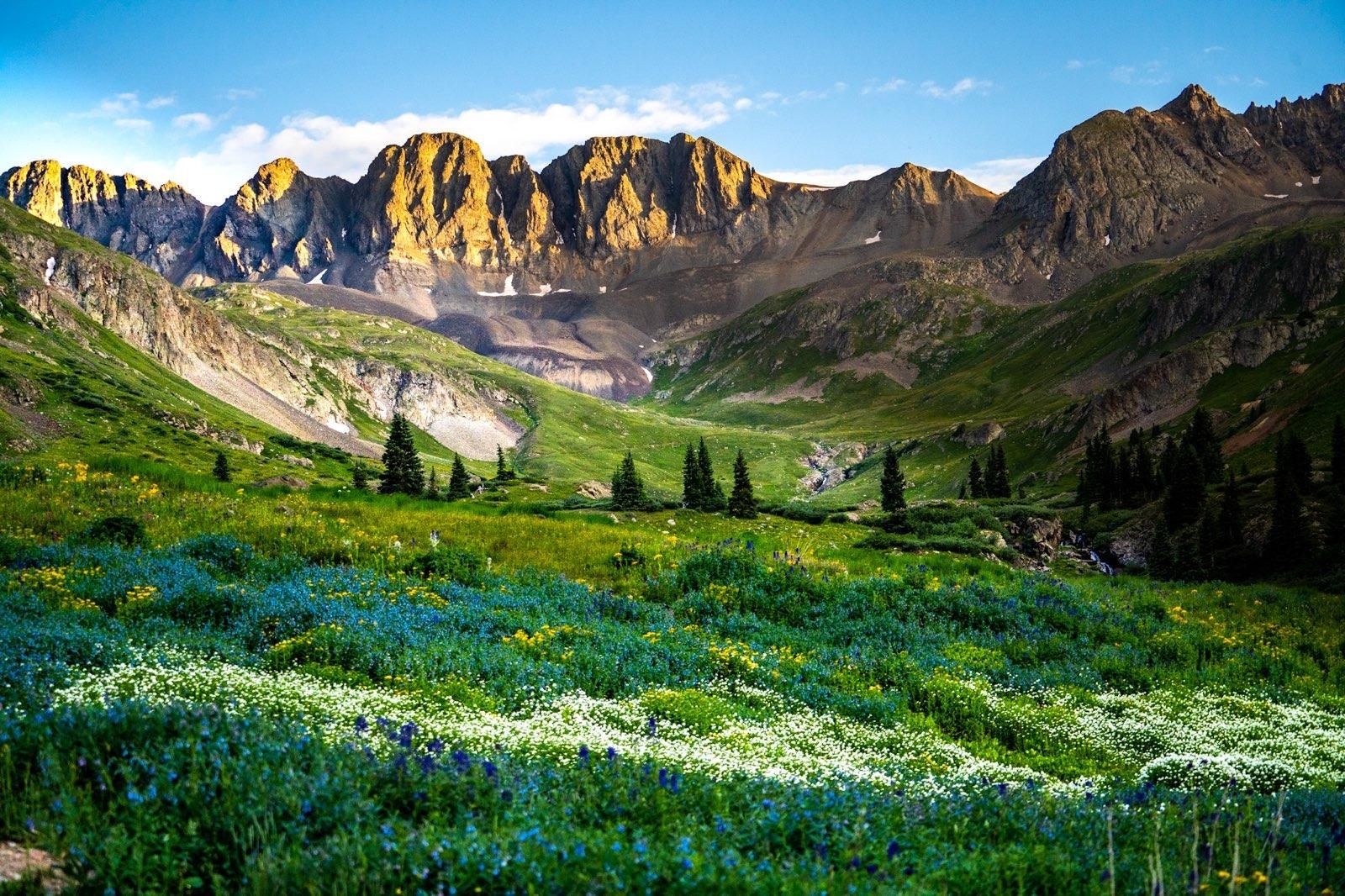 american basin wild flowers in full bloom